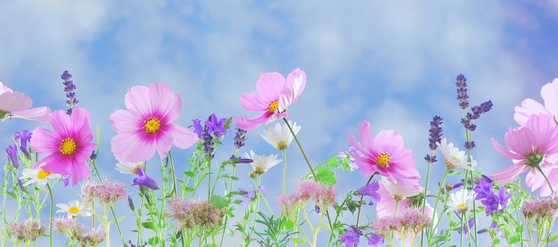 Unicorn Meadows