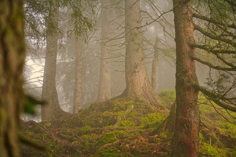 Enchanted Forest Retreat